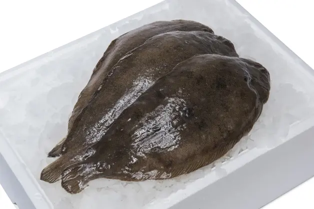 Btb 8481 Cornelis Vrolijk