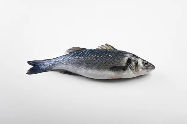 P5A9794 Zeebaars Gespiegeld