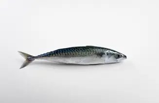 P5A9774 Makreel Gespiegeld