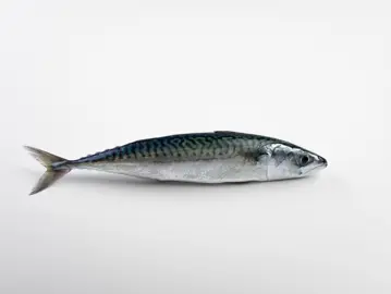 P5A9774 Makreel Gespiegeld