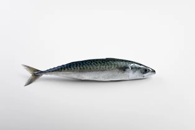 P5A9774 Makreel Gespiegeld