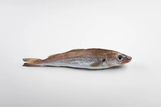 P5A9901 Wijting Gespiegeld